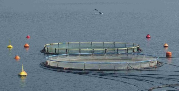 Δημοσίευση Ν.4282/2014 για την ανάπτυξη των υδατοκαλλιεργειών