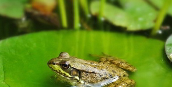 Κόκκινος Κατάλογος των Απειλούμενων Ειδών της Ελλάδας